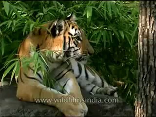 Panna-tiger-mdv-138-3.flv