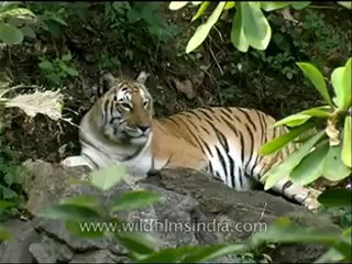 Panna-tiger-mdv-138-5.flv