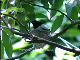 Paradise Flycatcher-1.flv