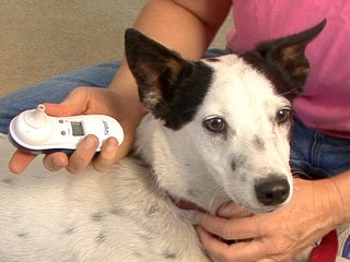 How To Tell If Your Dog Is Sick