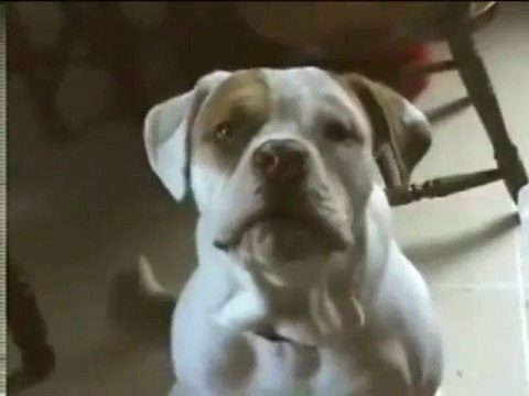 Komik Hayvanlar Ücretsiz oyunlar 0 Filmizled.Net