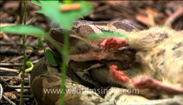 Python eating rat-HD CAM-13.flv