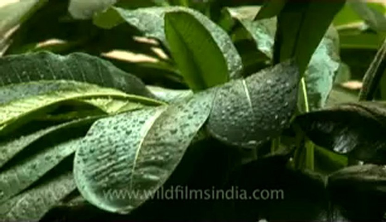 Rain in delhi-1.flv
