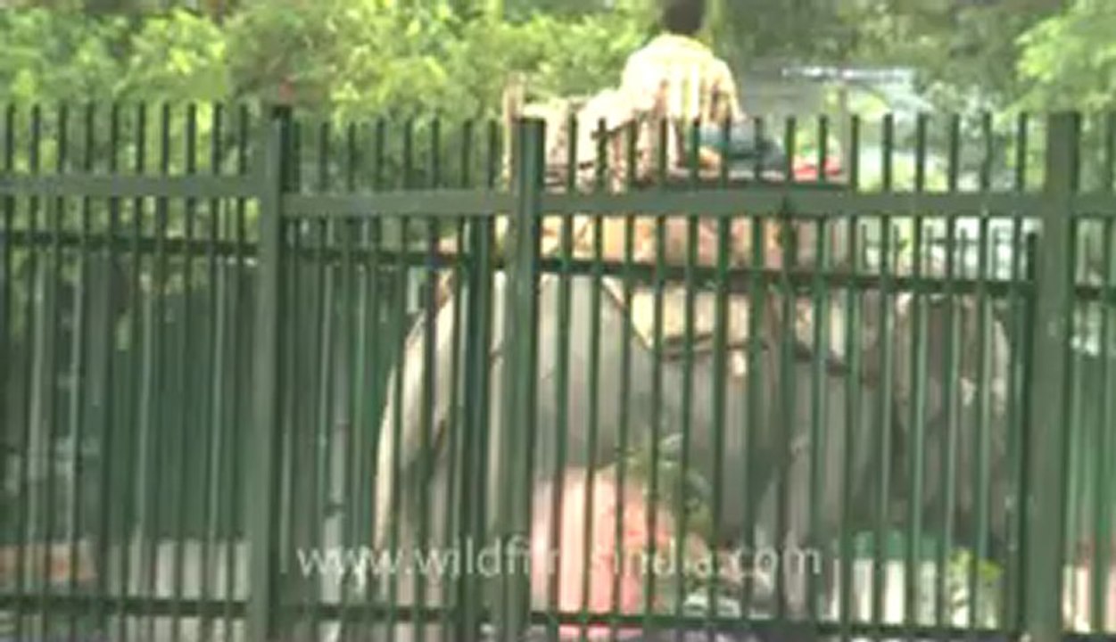 Rain in delhi-3.flv