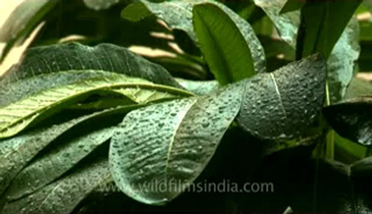 Rain in delhi-5.flv