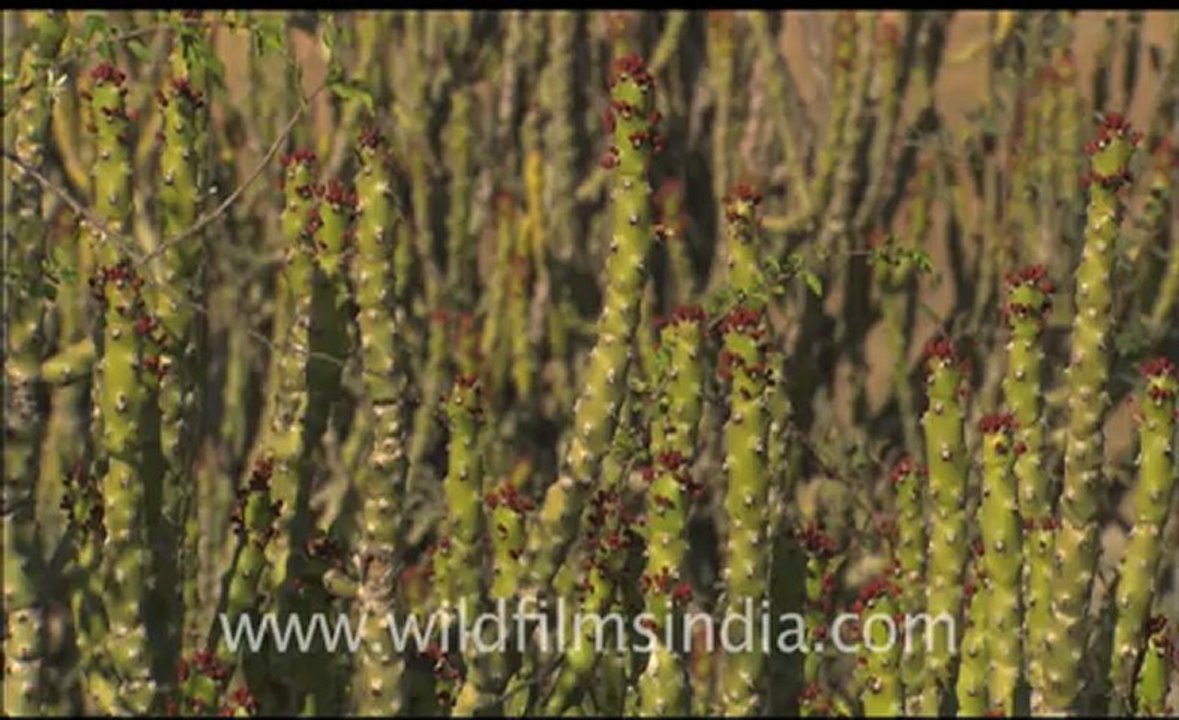 Rajasthan HDV-1c .mov