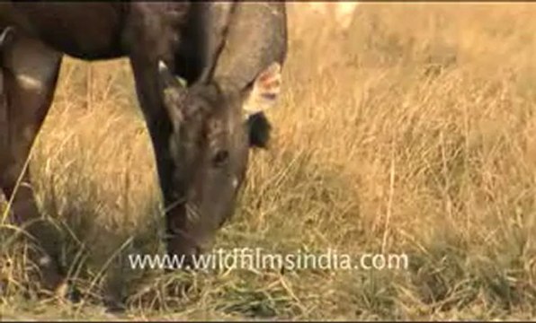 Rajasthan tal chappar-hdv-2a_5.flv