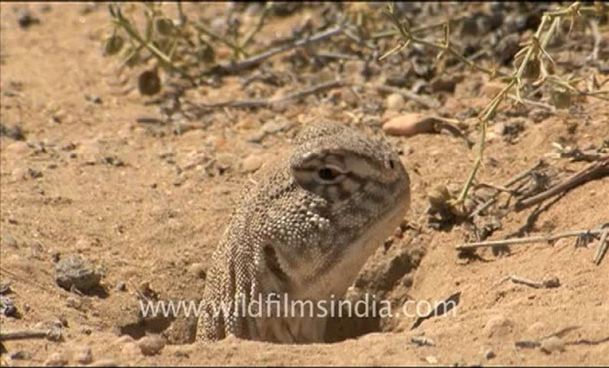 Rajasthan_110.flv