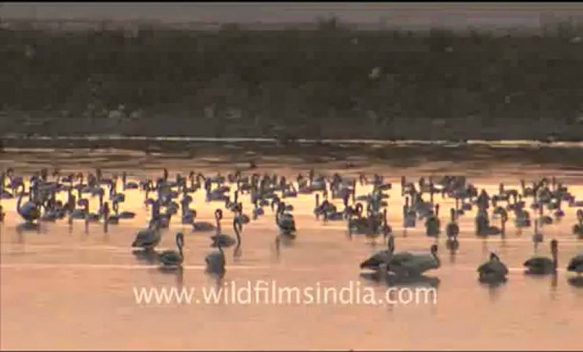 Rajasthan_125.flv