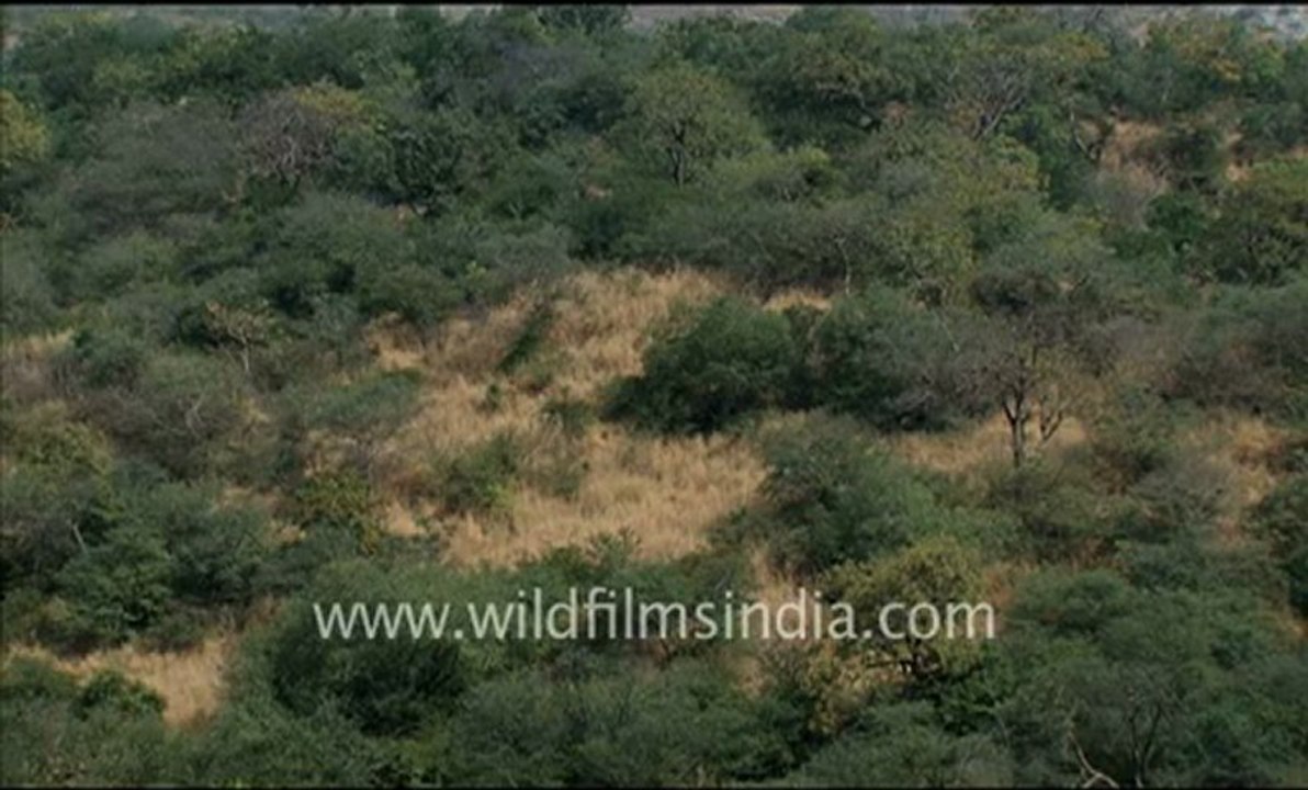Rajasthan_14.flv