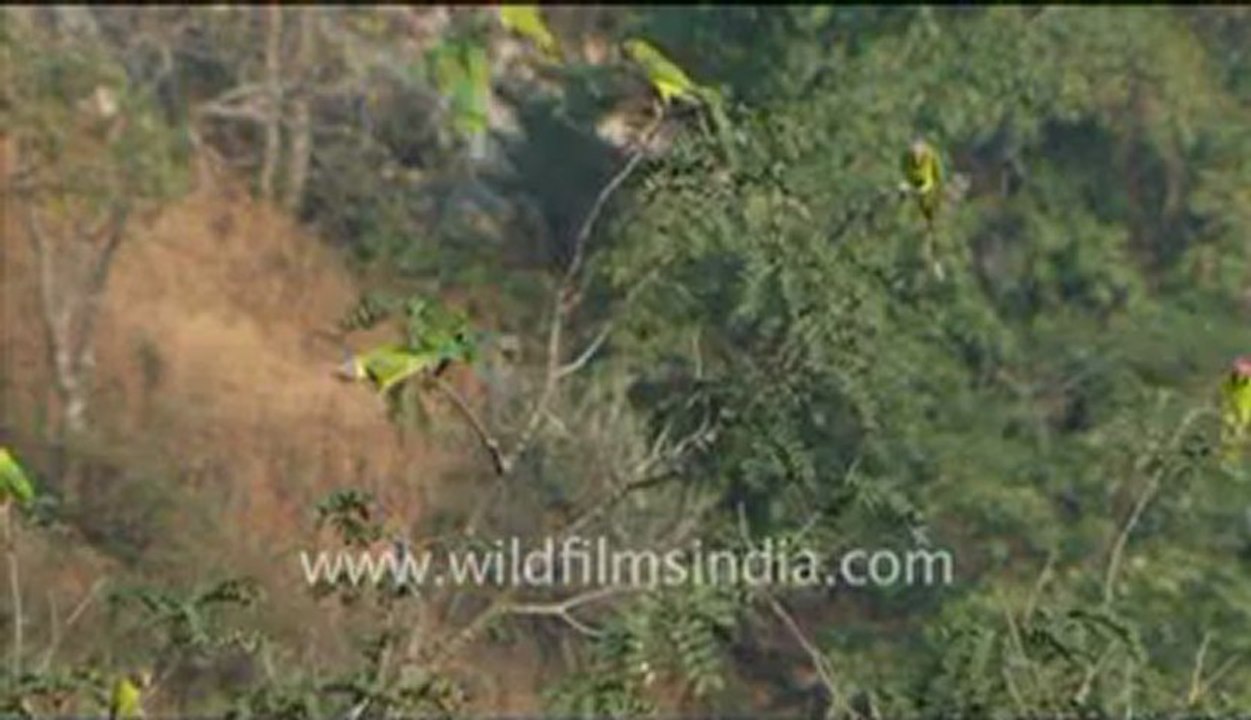 Rajasthan_25.flv