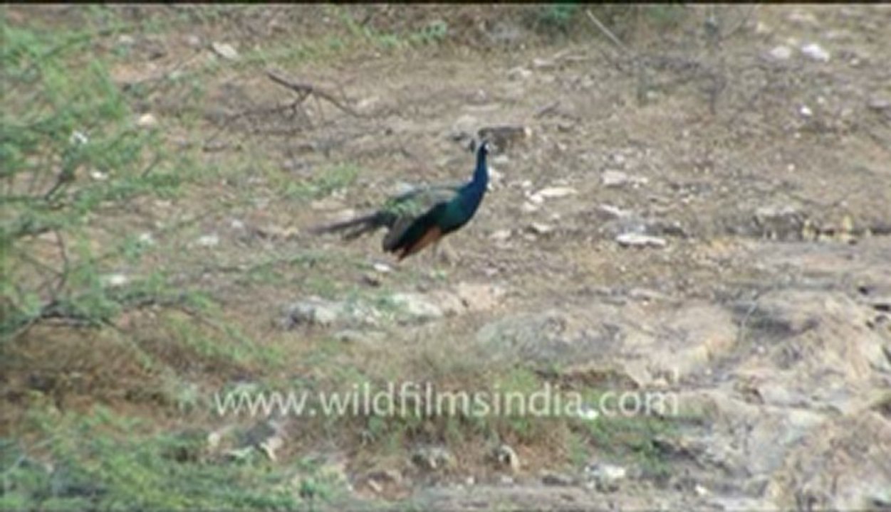 Rajasthan_22.flv