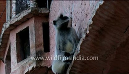 Rajasthan_35.flv