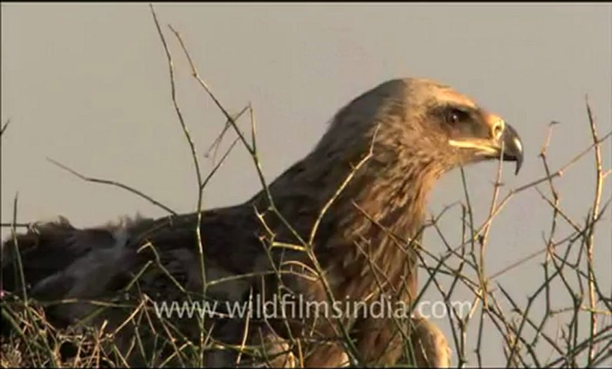 Rajasthan_63.flv