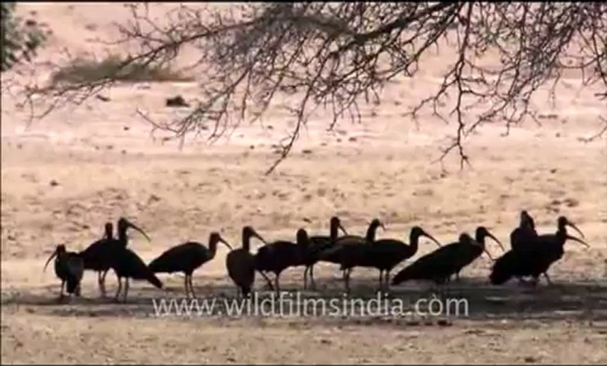 Rajasthan_84.flv