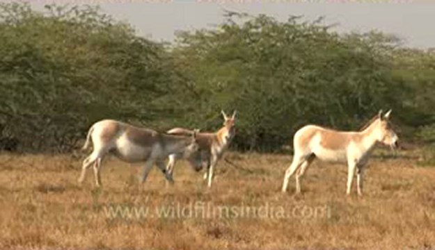 Rann of kutch-hdv-tape-wild asses-1.flv