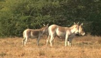 Rann of kutch-hdv-tape-wild asses-3.flv