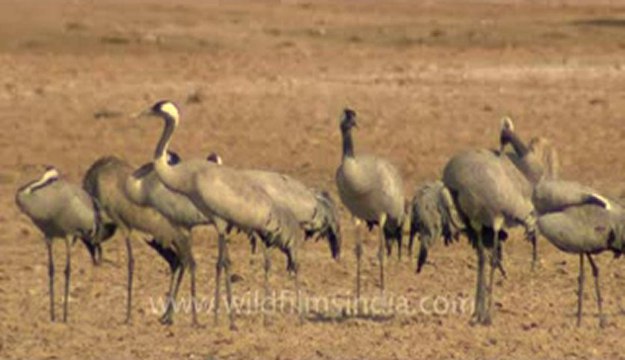 Rann-of-kutch-hdv-tape-1-crane .flv