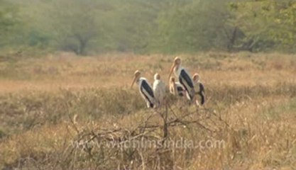 Rann-of-kutch-hdv-tape-1-crane flying.flv