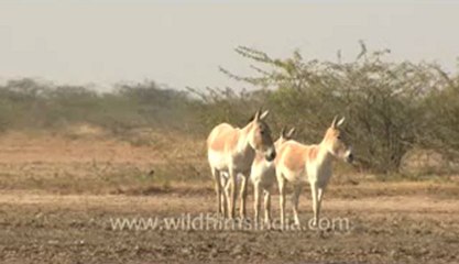 Rann-of-kutch-hdv-tape-1-wild asses-1.flv