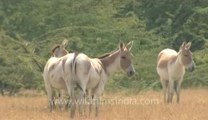 Rann-of-kutch-hdv-tape-1-wild asses-10.flv
