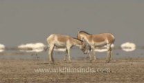 Rann-of-kutch-hdv-tape-1-wild asses-14.flv