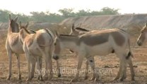 Rann-of-kutch-hdv-tape-1-wild asses-2.flv