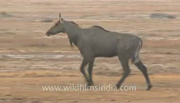Rann-of-kutch-hdv-tape-13-nilgai-2.flv