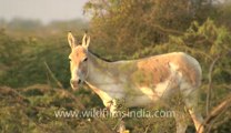 Rann-of-kutch-hdv-tape-2-wild asses-2.flv