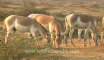 Rann-of-kutch-hdv-tape-2-wild asses-4.flv