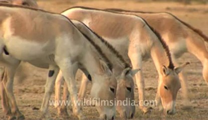 Rann-of-kutch-hdv-tape-2-wild asses-5.flv