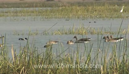 Rann-of-kutch-hdv-tape-4-Birds-2.flv