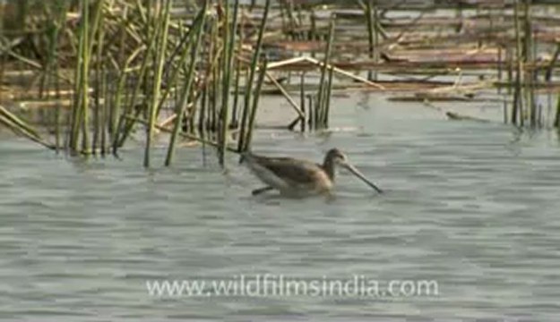Rann-of-kutch-hdv-tape-4-Birds-3.flv