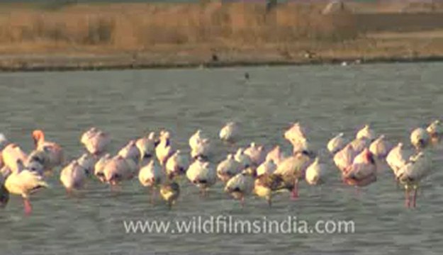 Rann-of-kutch-hdv-tape-5-birds-4.flv