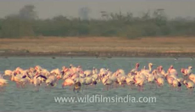 Rann-of-kutch-hdv-tape-5-birds-5.flv
