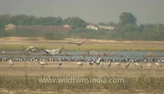 Rann-of-kutch-hdv-tape-5-birds-6.flv