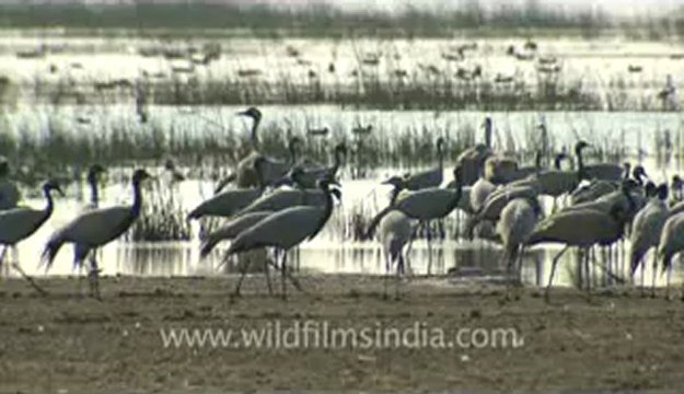 Rann-of-kutch-hdv-tape-5-birds-7.flv