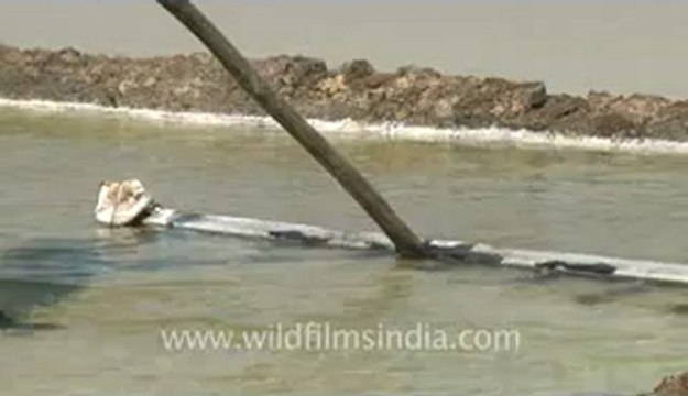 Rann-of-kutch-hdv-tape-6-crystallization of salt-1.flv