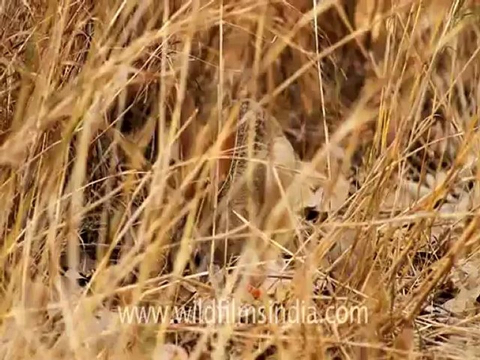 Ranthambhore_13.flv