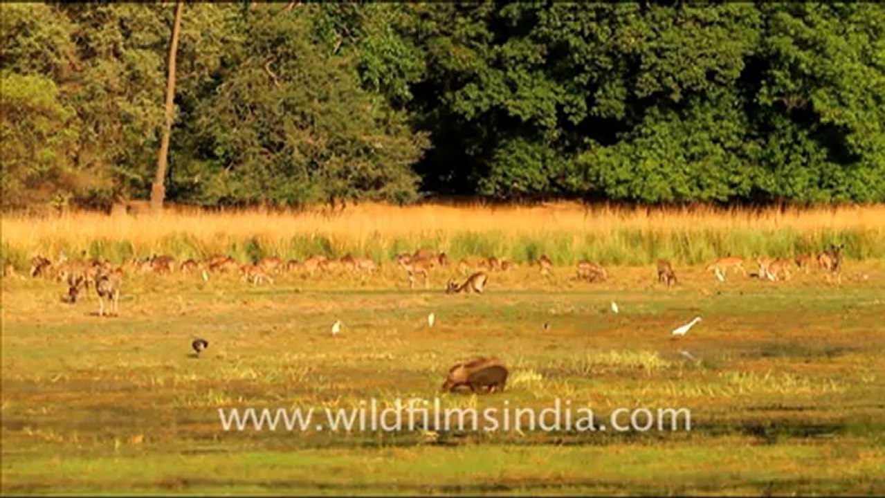 Ranthambhore_1.mov