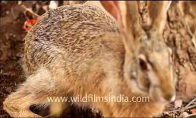 Ranthambhore_10.flv