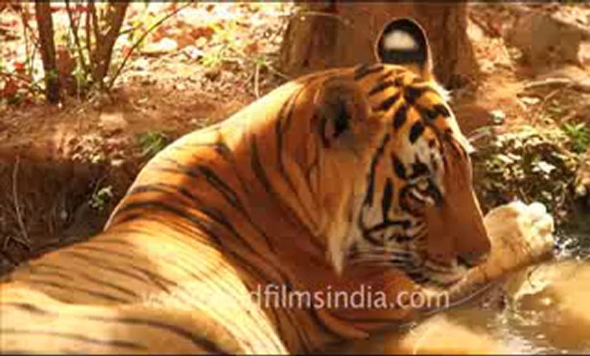 Ranthambhore_2.flv