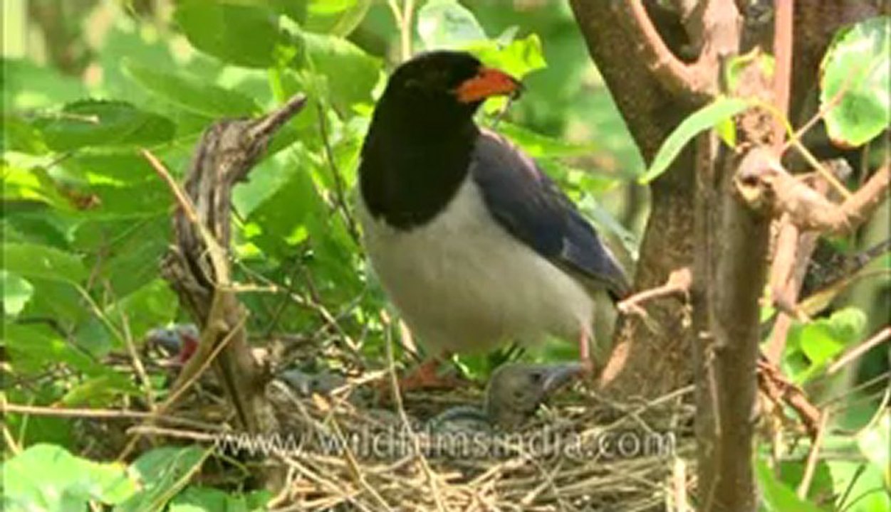 Red Billed blue Magpie-hdc-145-1.flv