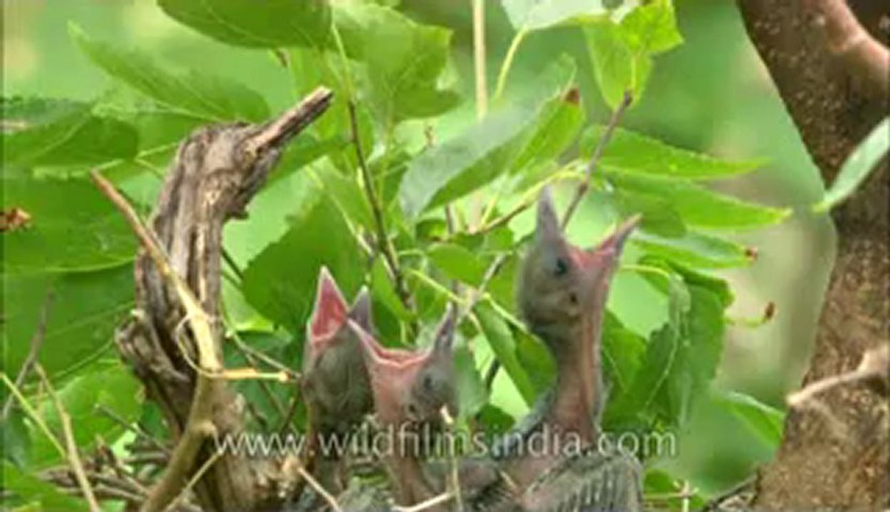 Red Billed blue Magpie-hdc-145-2.flv