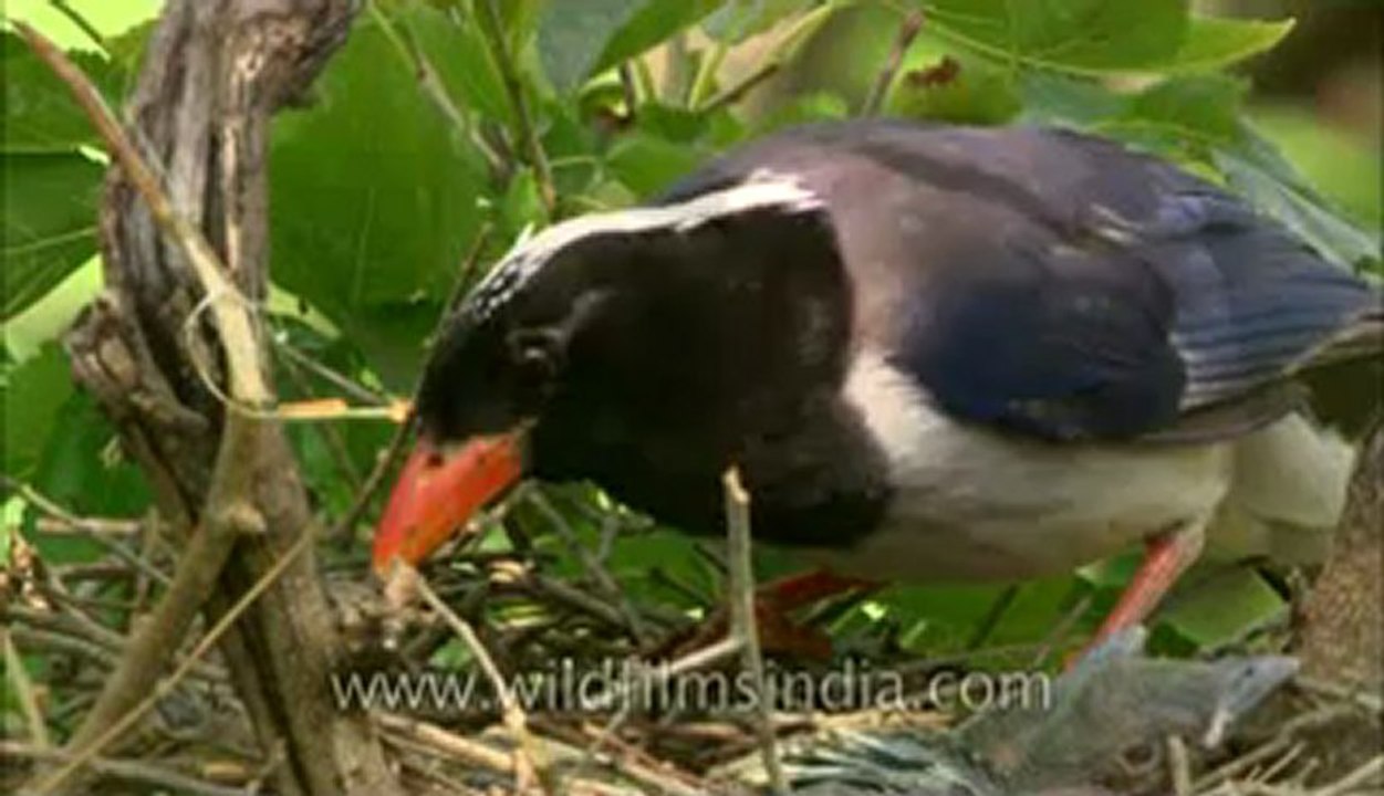 Red Billed blue Magpie-hdc-145-3.flv