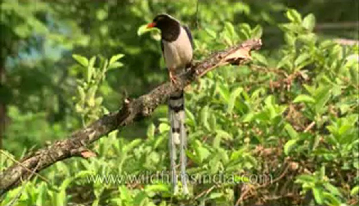 Red Billed blue Magpie-hdc-145-5.flv