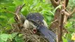 Red Billed blue Magpie-hdc-149-1.flv