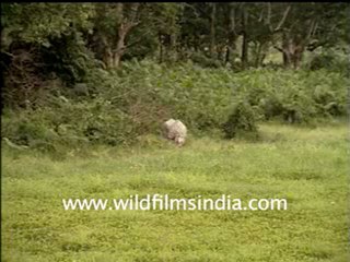 Rhino-4-MPEG-4 300Kbps.mp4