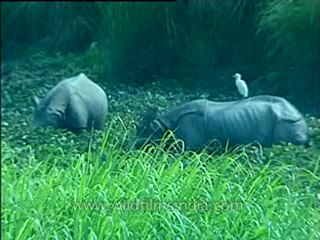 Rhino-kaziranga-mdv-1002-3.flv