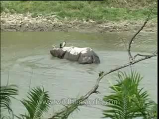 Rhino-kaziranga-mdv-961-7.flv